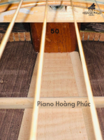 Đàn Acoustic Morris W50 | Nhập khẩu trực tiếp tại Nhật Bản